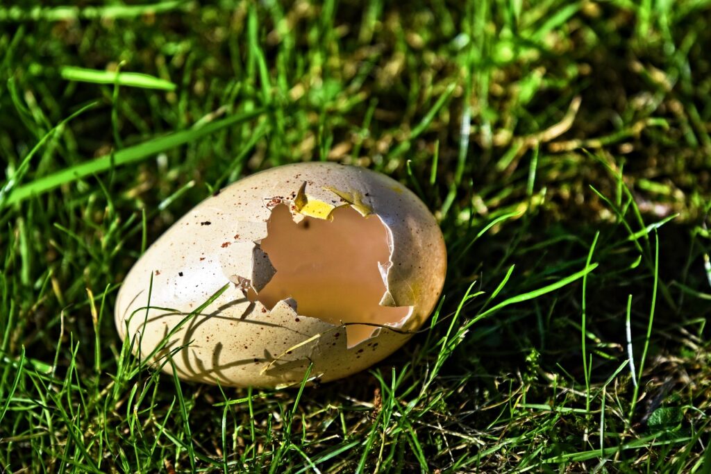 Concime Naturale Fai Da Te dai Gusci D'Uovo 17 EGG