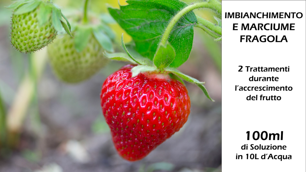 Concime Naturale Fai Da Te dai Gusci D'Uovo 26 Finale Fragola 1