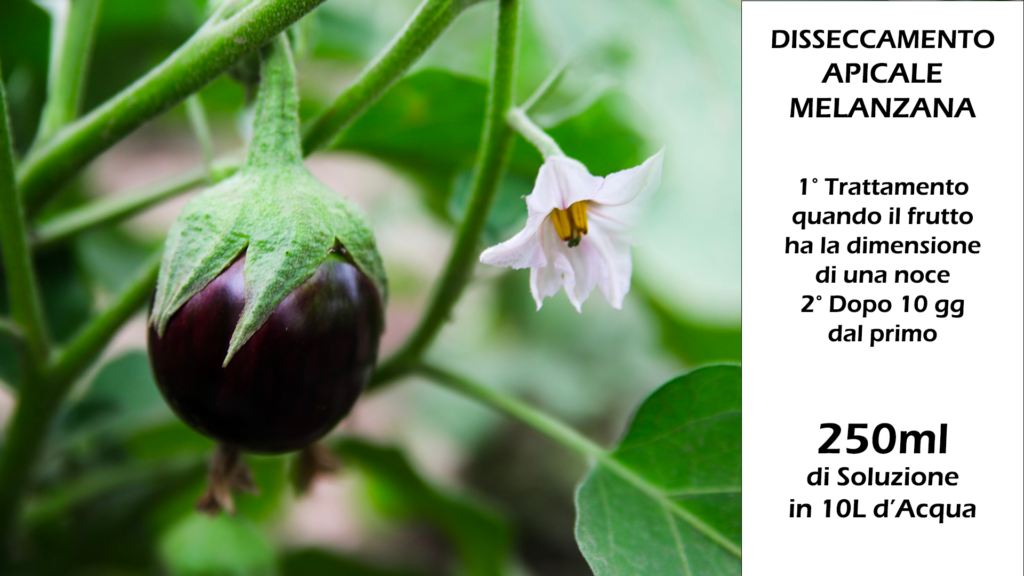 Concime Naturale Fai Da Te dai Gusci D'Uovo 30 Finale Melanzana 1