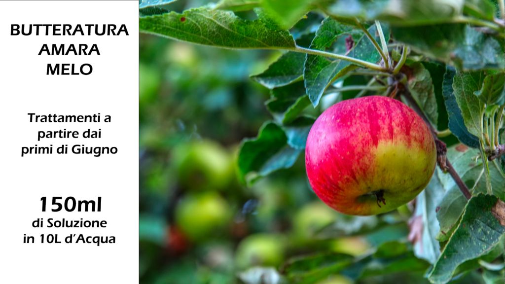 Concime Naturale Fai Da Te dai Gusci D'Uovo 31 Finale Melo 1