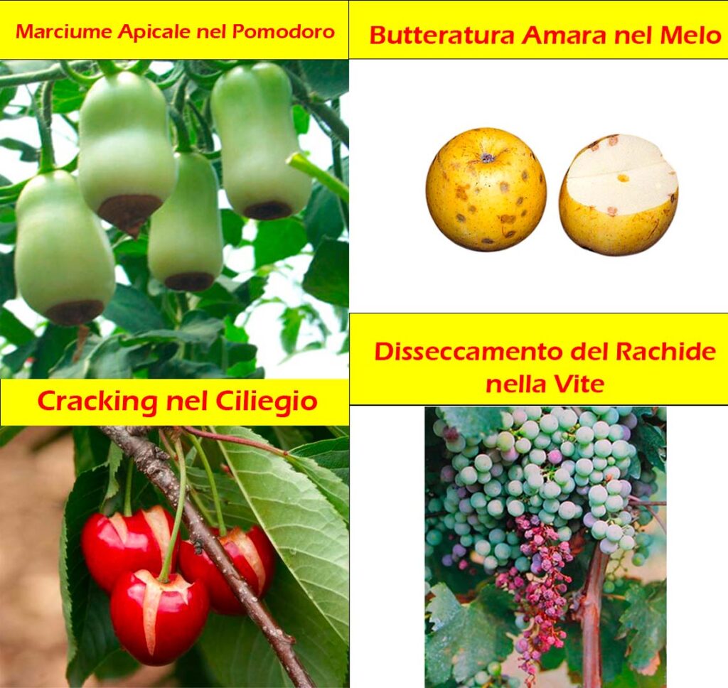 Concime Naturale Fai Da Te dai Gusci D'Uovo 18 Fisiopatia 4