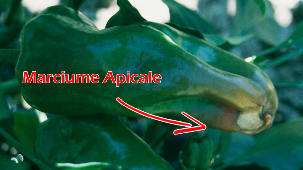 Marciume Apicale del Pomodoro 14 Peperone Marciume