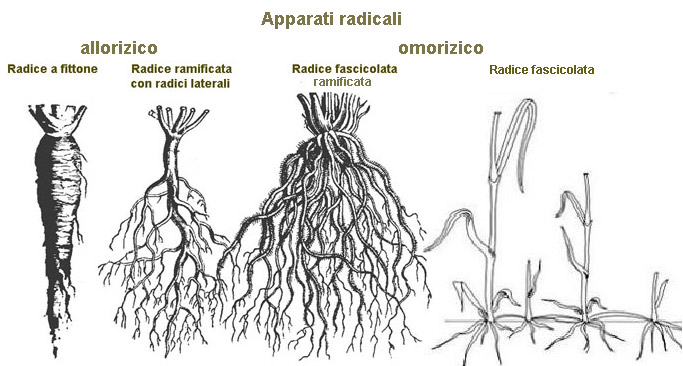 Coltivare le Fragole 3 Radici Fascicolate
