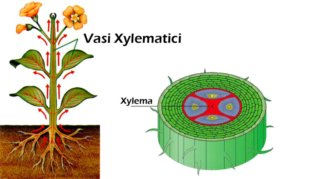 Concime Naturale Fai Da Te dai Gusci D'Uovo 20 Xilema 1