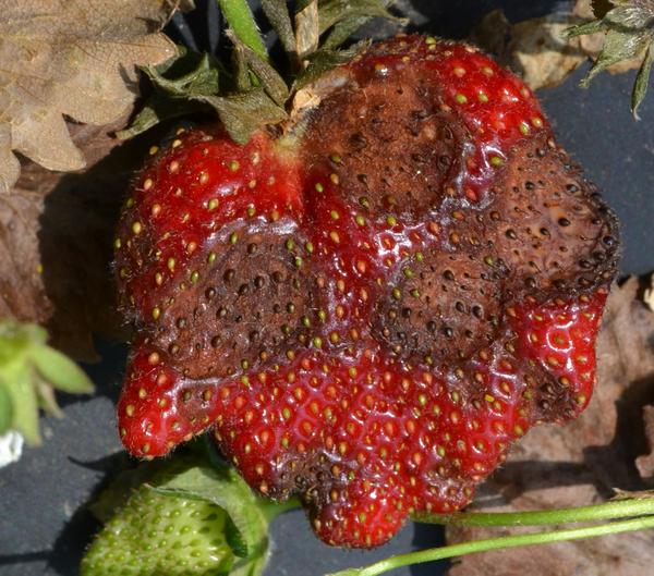 Coltivare le Fragole 6 antracnosi