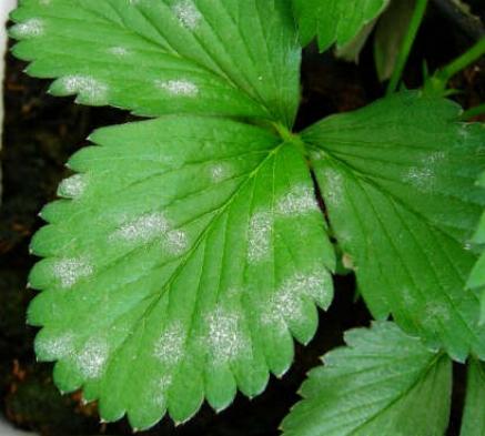 Coltivare le Fragole 7 oidio