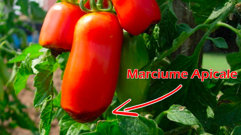 Marciume Apicale del Pomodoro 13 san marzano marciume